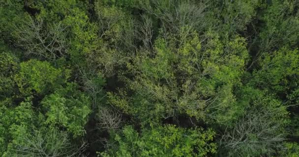 Forest scenery flyover green trees swinging wind — Stock Video