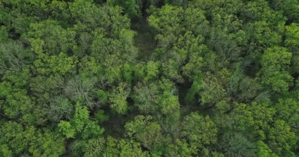 Bos landschap van boven groene weelderige boom kronen — Stockvideo