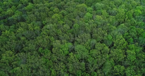 Forêt verte plan aérien parc naturel feuillage vert — Video