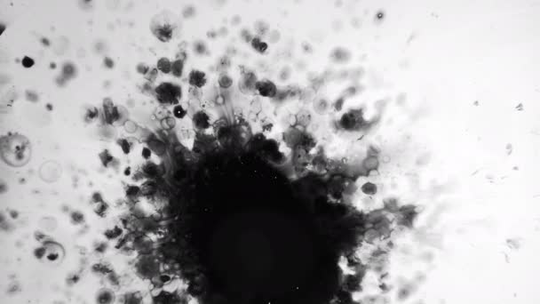 Encre grunge fond noir fluide éclaboussure blanc — Video