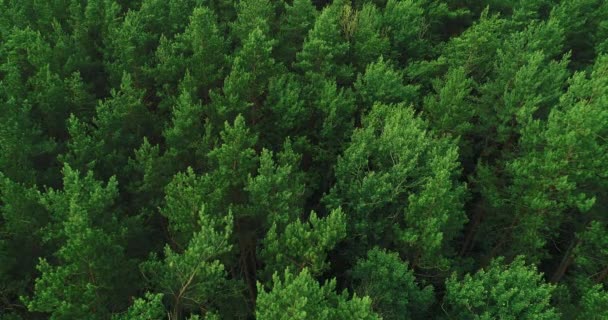 Bos van boven bosbehoud groene boom — Stockvideo