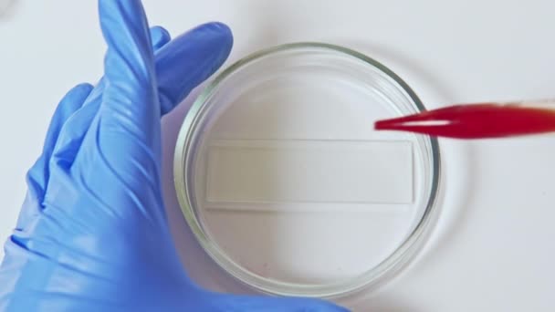 Badania krwi ręce rękawice czerwona próbka pipeta Petri — Wideo stockowe