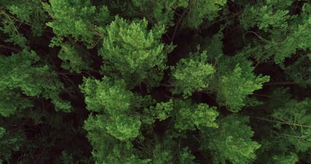 Natur park drönare utsikt skog landskap gröna träd — Stockvideo