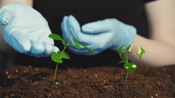 Pěstování rostlin příroda křehkost ruce klíčky — Stock video