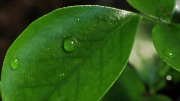 Rosa makro na liściach natura zrównoważony zielony — Wideo stockowe