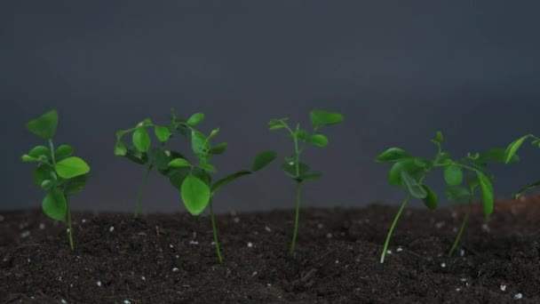 Cultivo de plantas dia terra mudas solo crescente — Vídeo de Stock