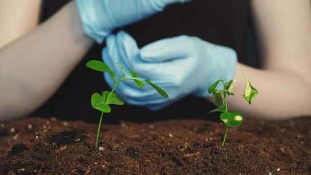 Органические удобрения эко садовые руки саженцы — стоковое видео