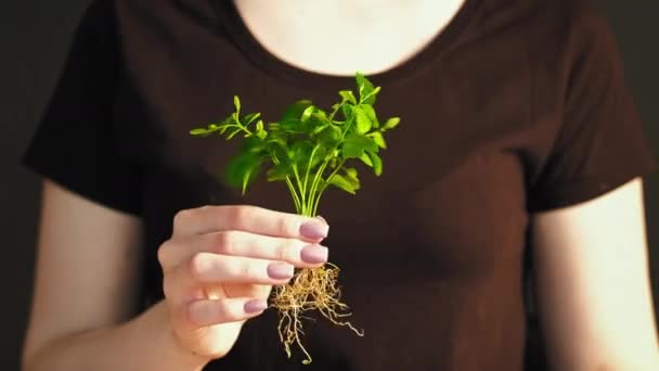 Bitki yetiştirme ormanı koruma eli yeşil filiz — Stok video