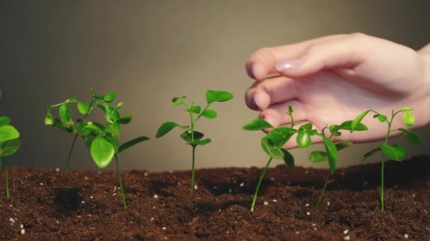 Cultivo de plantas de jardinería ecológica brotes de mano — Vídeos de Stock