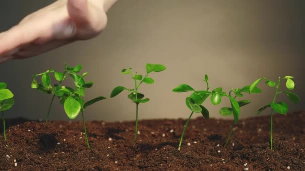 Cultivo de plantas terra dia mudas mão conjunto 2 — Vídeo de Stock