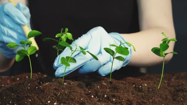 Экологическое садоводство саженцы защиты окружающей среды — стоковое видео