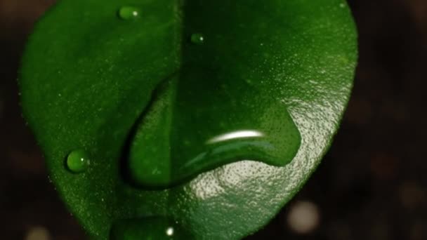Mojado macro hoja agua día lluvia exuberante planta verde — Vídeo de stock