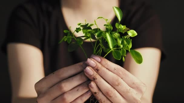 Verde plántulas ecología protección cuidado manos — Vídeo de stock