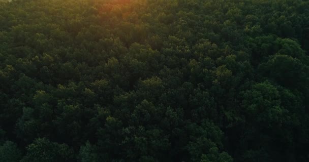 空中風景緑の森の木々の夕日 — ストック動画