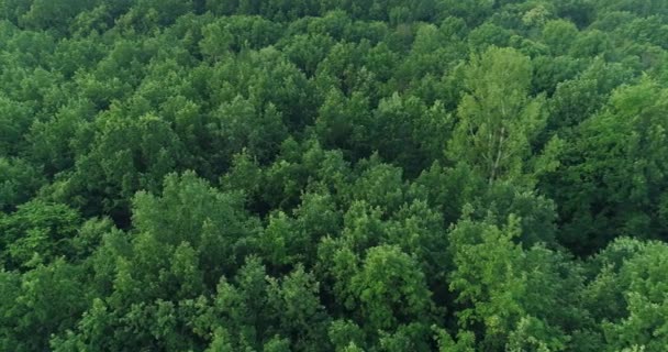 Aerial trees view forest landscape flyover — Stock Video