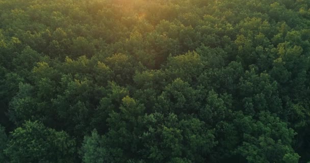 Aerea alberi verdi vista natura paesaggio foresta — Video Stock