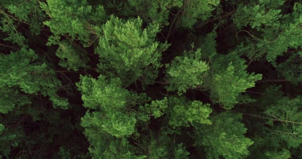 Сохранение лесов с видом на зеленый лес — стоковое видео