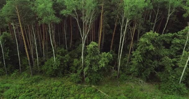 Parque natural sobrevuelo bosque paisaje árboles verdes — Vídeos de Stock