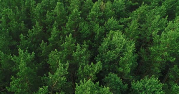 Woodland tembakan udara alam tenang pohon hijau — Stok Video