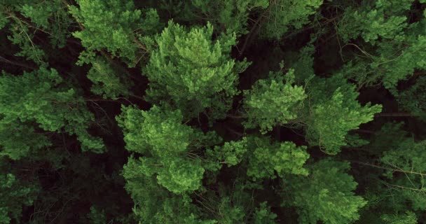 Bos landschap drone uitzicht natuurgebied groen — Stockvideo