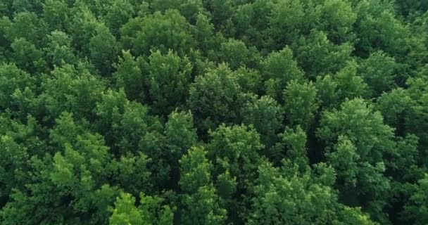 Lucht bos landschap uitzicht natuur landschap bomen — Stockvideo