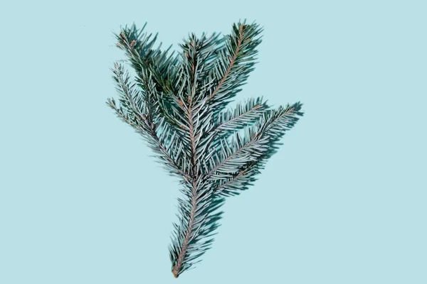 Jodła drzewo gałąź Boże Narodzenie naturalny ornament niebieski — Zdjęcie stockowe