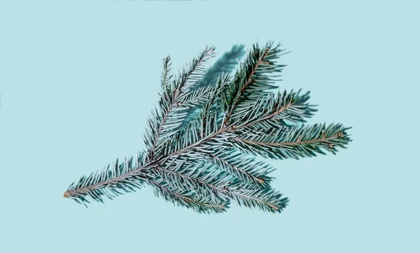 Kerstmis decor dennenboom tak natuurlijk blauw — Stockfoto