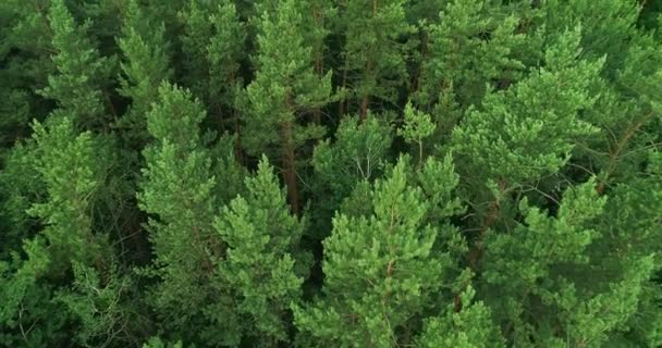 Parque natural Flyover bosque conservación árbol verde — Vídeo de stock