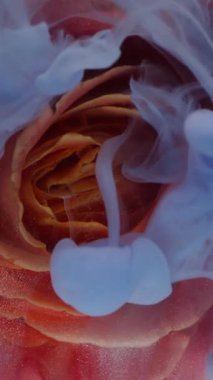 Dikey video. Gül arka planı. Sıvı sıçraması. Odaklanmamış kırmızı turuncu renkli çiçek. Çiçek çiçeği. Doğa boyası..