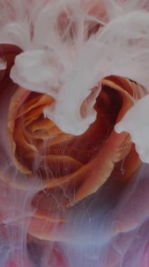 Dikey video. Gül goncası. Su boyası sıçraması. Odaksız beyaz kırmızı çiçek yaprakları sis dalgası olgun akış soyut sanat yaratıcı arka planda yayılıyor.