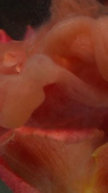 Dikey video. Çiçek sanatı. Boya dalgası. Odaklanmamış turuncu kırmızı gül yaprakları sıvı su bulutu soyut parlak arkaplan üzerine sıçrıyor.