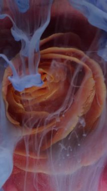 Dikey video. Boya çiçeği. Duman bulutu. Odaklanmamış kırmızı turuncu renkli bitki doğası su altında gül yaprakları soyut arka planda buhar akışı.