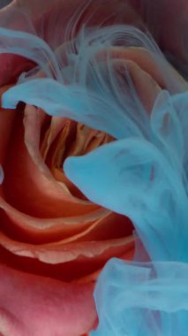 Dikey video. Gül çiçeği. Boya sıçraması. Odaklanmamış mavi bronz pembe renkli mürekkep dumanı su doğa dokusu soyut sanat arka planında yüzüyor..