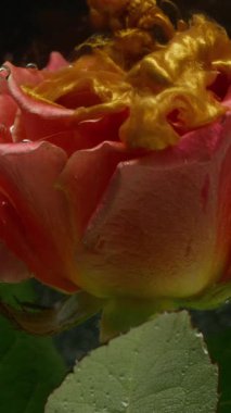 Dikey video. Gül çiçeği. Boya sıvısı. Odaklanmamış pembe bitki yeşil yapraklar altın rengi su damlacıkları soyut parlak arkaplan üzerinde.