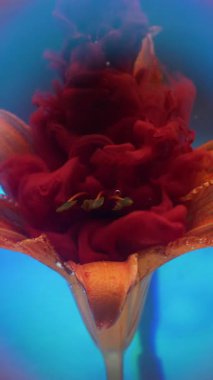 Dikey video. Sanat sıvısı. Duman boyası. Kırmızı turuncu toz pigmenti doğal çiçeğin üzerine damlıyor. Odaklanmamış küre neon mercek spektrumu mavi soyut su arkaplanı.