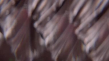 Bulanık ışık parlaması. Optik ışık. Odaklanmamış gri renkli pırıltılı lens soyut sanat görsel ışın arka planında daireler çiziyor..