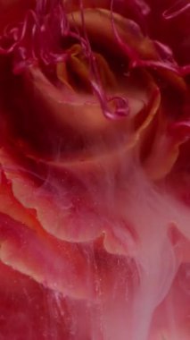 Dikey video. Çiçek boyası. Sıvı mürekkep. Odaklanmamış kırmızı pembe gül rengi bitki suyu sıvı duman soyut yaratıcı ışıltı arka planına yayılıyor..