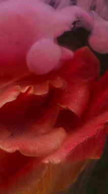 Dikey video. Çiçek buğusu. Boya tomurcuğu. Odaklanmamış pembe turuncu çiçek yaprakları su buharında bitki yaprakları soyut sanat eserlerinin parlak arka planında doğa akışını bulutlandırır.