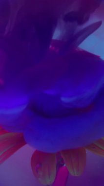 Dikey video. Boya buharı. Su altı yaprakları. Papatya çiyi çiçeğinin üzerine suluboya dalgası döküldü. Mor mor neon bulutlar doğanın etrafında soyut bulanık arkaplan.