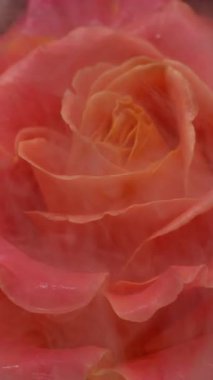 Dikey video. Sis gülü. Buhar boyası. Odaklanmamış kırmızı turuncu renkler çiçek açar. Sıvı doğanın ıslak dokusu soyut sanatın parlak arka planına yayılır..