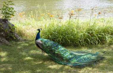 Göl kenarında peacock.