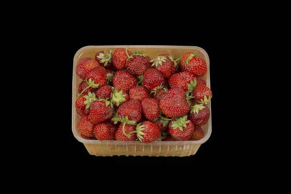 Die Ernte Der Reifen Schmackhaften Großen Erdbeeren Die Nur Von — Stockfoto