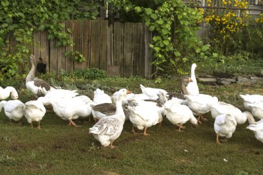 Yaz sisli sabah erken kazlar yemek için havuza acele