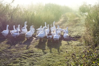 Yaz sisli sabah erken kazlar yemek için havuza acele