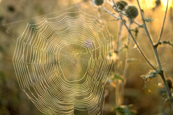 Začátku Léta Slunečného Rána Laskavě Tkané Pavučina Slunci — Stock fotografie