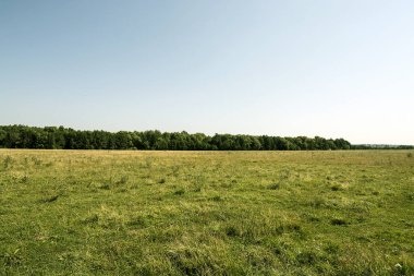 erken yaz güneşli sabah ördekler Nehri üzerinde gıda üretmek.