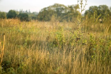 erken yaz güneşli sabah ördekler Nehri üzerinde gıda üretmek.