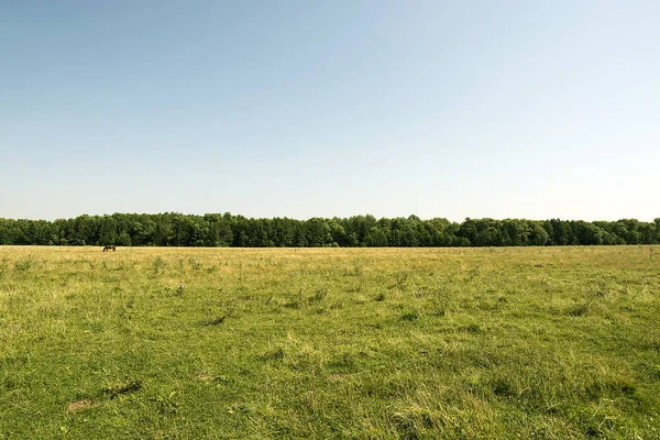 Vroeg Zonnige Zomerochtend Eenden Rivier Voedsel Produceren — Stockfoto