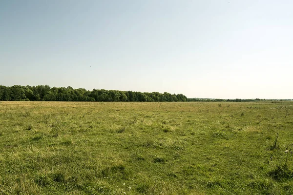 Temprano Verano Soleado Mañana Patos Río Producir Alimentos — Foto de Stock