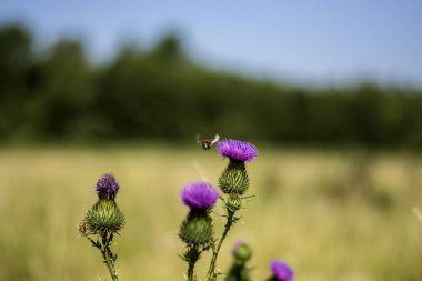 erken yaz güneşli sabah muhteşem çiçek açan çiçekler güneş